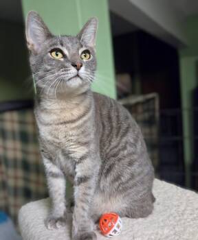 Kato -  Tabby Cat for Adoption in New Albany, Ohio - Kato | PetCurious