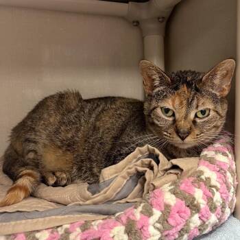 Domestic Short Hair Cats Available for Adoption in Mentor, Ohio - Homeroom | PetCurious