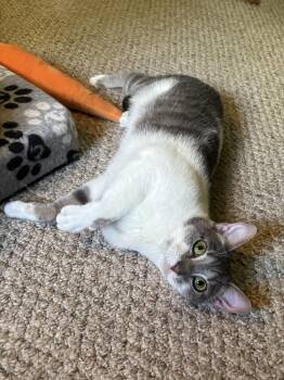 Callie Mae VC -  Domestic Short Hair Cat for Adoption in Greenville, South Carolina - Callie Mae VC | PetCurious
