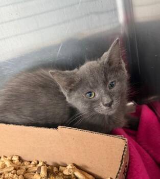 Delilah -  Domestic Medium Hair Cat for Adoption in Pierceton, Indiana - Delilah | PetCurious