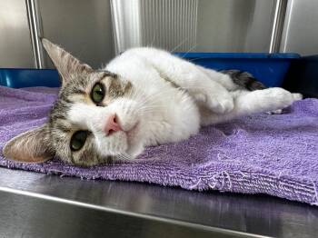 Queenie -  Domestic Short Hair Cat for Adoption in Lake City, Arkansas - Queenie | PetCurious