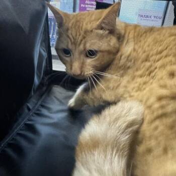 Sam -  Domestic Short Hair Cat for Adoption in Des Moines, Iowa - Sam | PetCurious
