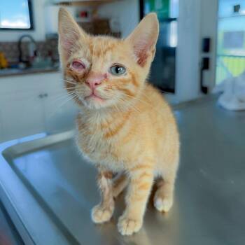 Nimbo -  Domestic Medium Hair Cat for Adoption in Chapel Hill, North Carolina - Nimbo | PetCurious
