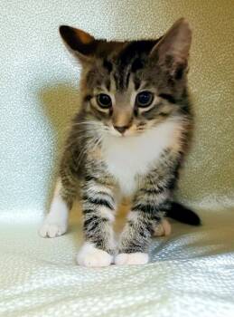 Galadriel LIVPT -  Dilute Calico and Tabby Cat Available for Adoption - Galadriel LIVPT | PetCurious
