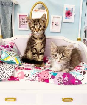 Tigrita is terrrifffficcc - BONDED to Chrispita -  Tabby and Bengal Cat for Adoption in Bedford Hills, New York - Tigrita Is Terrrifffficcc - BONDED To Chrispita | PetCurious