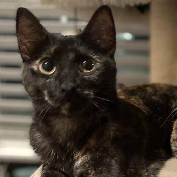 Rescue Tortoiseshell Cats for Adoption in Sugar Land, Texas - Luna | PetCurious
