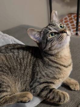 Rescue Domestic Short Hair Cats for Adoption in Winnipeg, Manitoba - Maya Rudolph | PetCurious
