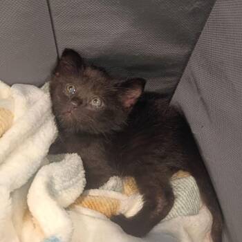 Domestic Short Hair Cats Available for Adoption in Roanoke, Virginia - Arlo | PetCurious
