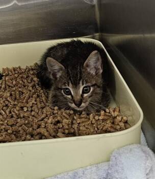 ROCKET -  Domestic Short Hair Cat for Adoption - ROCKET | PetCurious