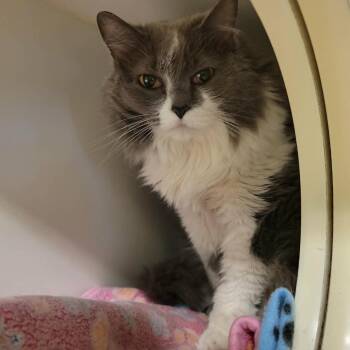 Tabitha Jane -  Domestic Long Hair Cat for Adoption in Columbia, Missouri - Tabitha Jane | PetCurious