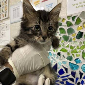 PRINCE -  Domestic Long Hair Cat for Adoption in Pensacola, Florida - PRINCE | PetCurious
