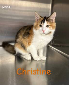 Christine -  Domestic Short Hair Cat for Adoption in Burlington, Iowa - Christine | PetCurious