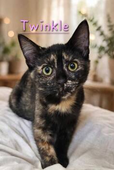 Twinkle -  Domestic Short Hair Cat for Adoption in Jim Thorpe, Pennsylvania - Twinkle | PetCurious
