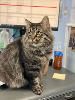 Rescue Domestic Long Hair Cats for Adoption - Gonzo | PetCurious