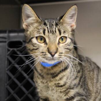Bagel -  Domestic Short Hair Cat for Adoption in Auburn, Alabama - Bagel | PetCurious