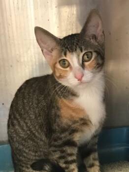 Illy 17 -  Calico and Tabby Cat for Adoption in Brookhaven, Mississippi - Illy 17 | PetCurious