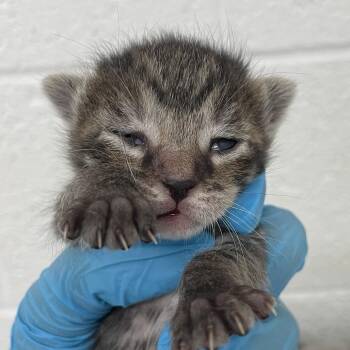 kitty 3 _5 -  Domestic Short Hair Cat for Adoption in Edinburg, Texas - Kitty 3 _5 | PetCurious