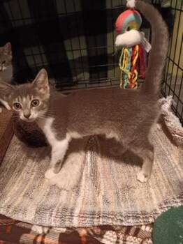 Maddy -  Domestic Short Hair Cat for Adoption in Memphis, Tennessee - Maddy | PetCurious