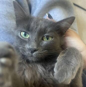 Domestic Medium Hair Cats Available for Adoption - Delphine | PetCurious