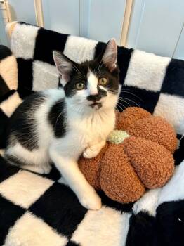 Rescue Domestic Short Hair Cats for Adoption in Fishers, Indiana - Walleye | PetCurious