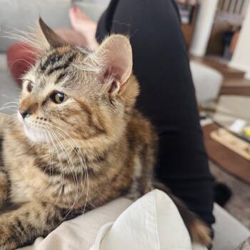 Pinky Toe -  Domestic Short Hair Cat for Adoption in Spokane, Washington - Pinky Toe | PetCurious