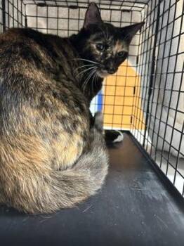 Cortana -  Domestic Short Hair Cat for Adoption in Largo, Florida - Cortana | PetCurious