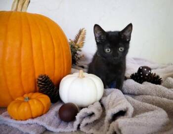 Rachel 1196-26 -  Domestic Short Hair Cat for Adoption in Cumming, Georgia - Rachel 1196-26 | PetCurious