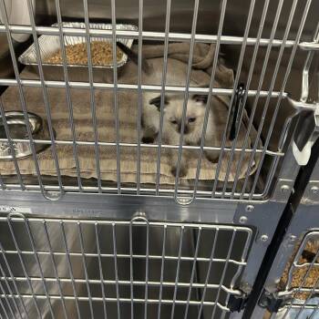 MEADOW -  Domestic Short Hair Cat for Adoption in Greensboro, North Carolina - MEADOW | PetCurious