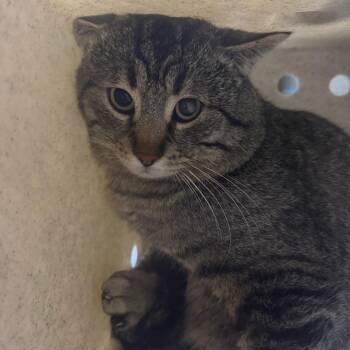 Domestic Short Hair Cats Available for Adoption in Cheyenne, Wyoming - Leo | PetCurious