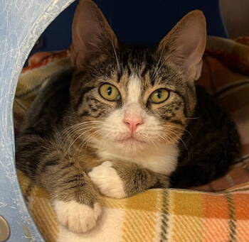Rescue Domestic Short Hair Cats for Adoption in Seal Beach, California - Kitten Orwell | PetCurious