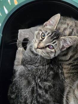 Polyphemus -  Domestic Short Hair Cat for Adoption in Vancouver, Washington - Polyphemus | PetCurious