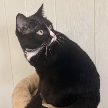 Felix -  Domestic Short Hair Cat for Adoption in Pilot Point, Texas - Felix | PetCurious