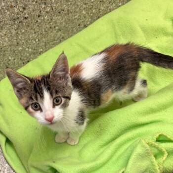 shenanigans -  Domestic Short Hair Cat for Adoption in Detroit Lakes, Minnesota - Shenanigans | PetCurious