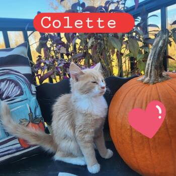 Rescue Domestic Short Hair Cats for Adoption in Landenberg, Pennsylvania - Colette | PetCurious