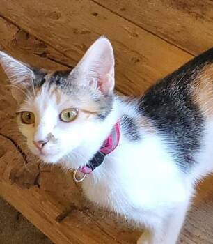 Rescue Calico and Domestic Short Hair Cats for Adoption in Las Cruces, New Mexico - Agatha | PetCurious