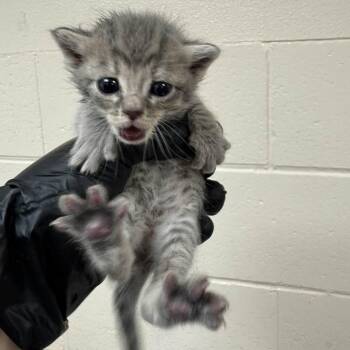 Cassette -  Domestic Short Hair Cat for Adoption in Reno, Nevada - Cassette | PetCurious