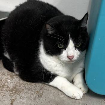 Domestic Short Hair Cats Available for Adoption - Big Back | PetCurious