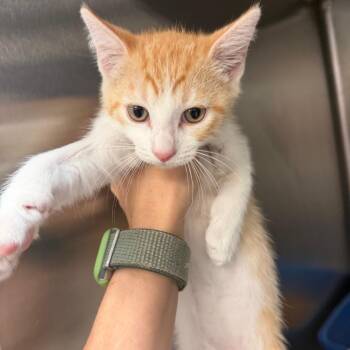 Scribble -  Domestic Short Hair Cat for Adoption in Port Charlotte, Florida - Scribble | PetCurious