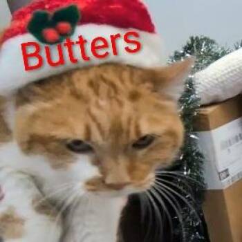 Domestic Short Hair Cats Available for Adoption in Jeffersonville, Indiana - Butters | PetCurious
