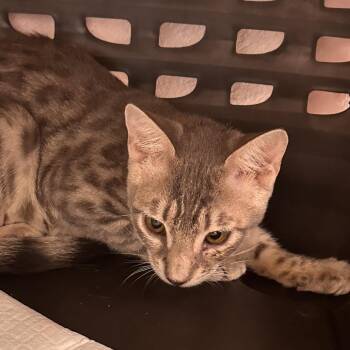 Camp Rock -  Domestic Short Hair Cat for Adoption in West Palm Beach, Florida - Camp Rock | PetCurious