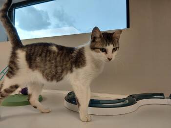 Domestic Short Hair Cats Available for Adoption in Liberty, Missouri - Ruffles | PetCurious