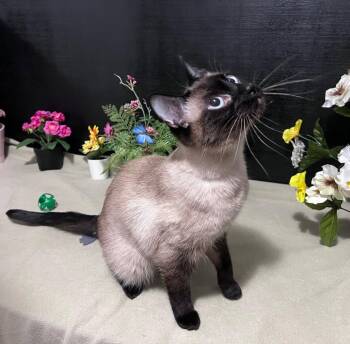 Siamese and Domestic Short Hair Cats Available for Adoption in Fayetteville, Georgia - Autumn | PetCurious