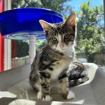 Theos -  Domestic Short Hair Cat for Adoption in North Haven, Connecticut - Theos | PetCurious