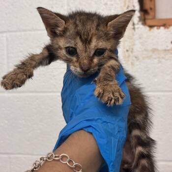 Rosario -  Domestic Short Hair Cat for Adoption in Edinburg, Texas - Rosario | PetCurious