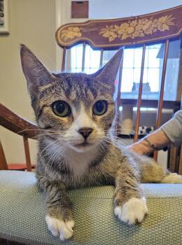 Rescue Domestic Short Hair Cats for Adoption in Brockport, New York - Brie | PetCurious