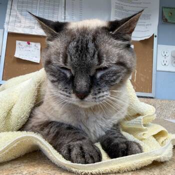 Seraphina -  Siamese and Domestic Short Hair Cat for Adoption - Seraphina | PetCurious