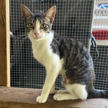 Sprinkles -  Domestic Short Hair Cat for Adoption in Hartford, Alabama - Sprinkles | PetCurious