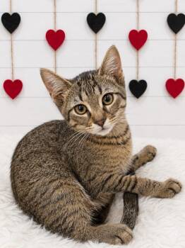 Dream -  Domestic Short Hair Cat for Adoption in Corpus Christi, Texas - Dream | PetCurious