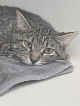 TIGERLILY -  Domestic Short Hair Cat for Adoption in Indianapolis, Indiana - TIGERLILY | PetCurious