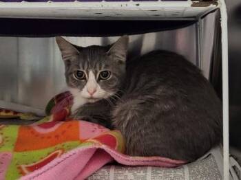 Brooks -  Domestic Short Hair Cat for Adoption in Golden Valley, Minnesota - Brooks | PetCurious
